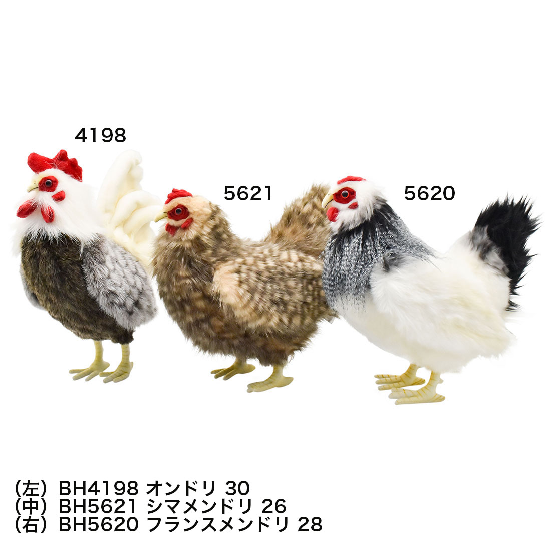 オンドリ 30 | HANSA オンドリ 30 | HANSA