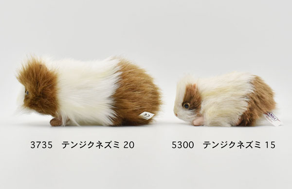 hansa guinea pig