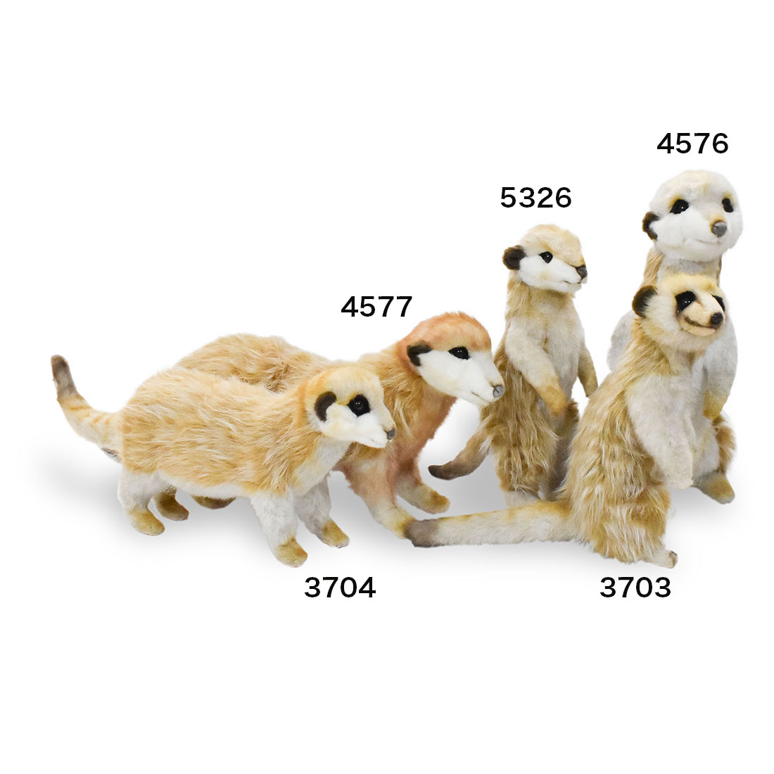 ミーアキャット 33 Hansa ミーアキャット 33 Hansa