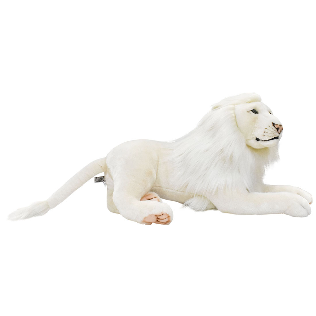 ホワイトライオン(オス) 65 | HANSA